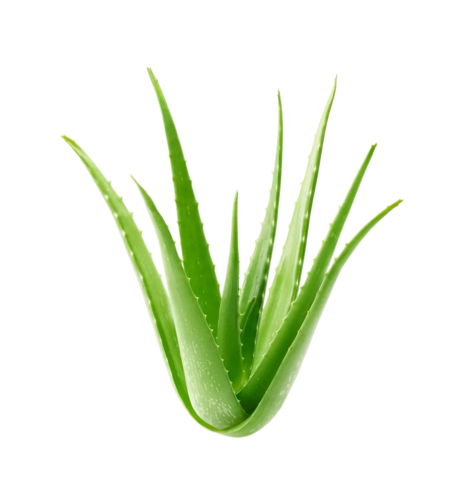 Aloe Vera Plant Photography