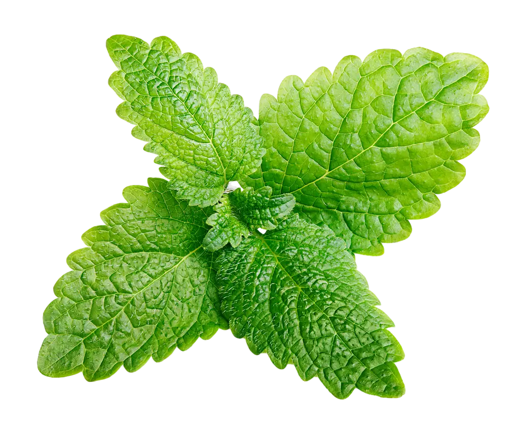 green leaf leaves top view photography png