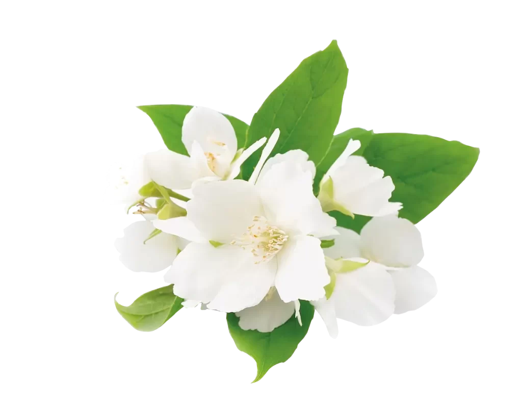 leaves white flower photography