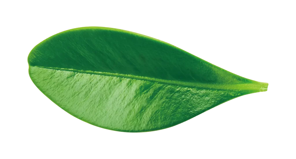 leaf green single