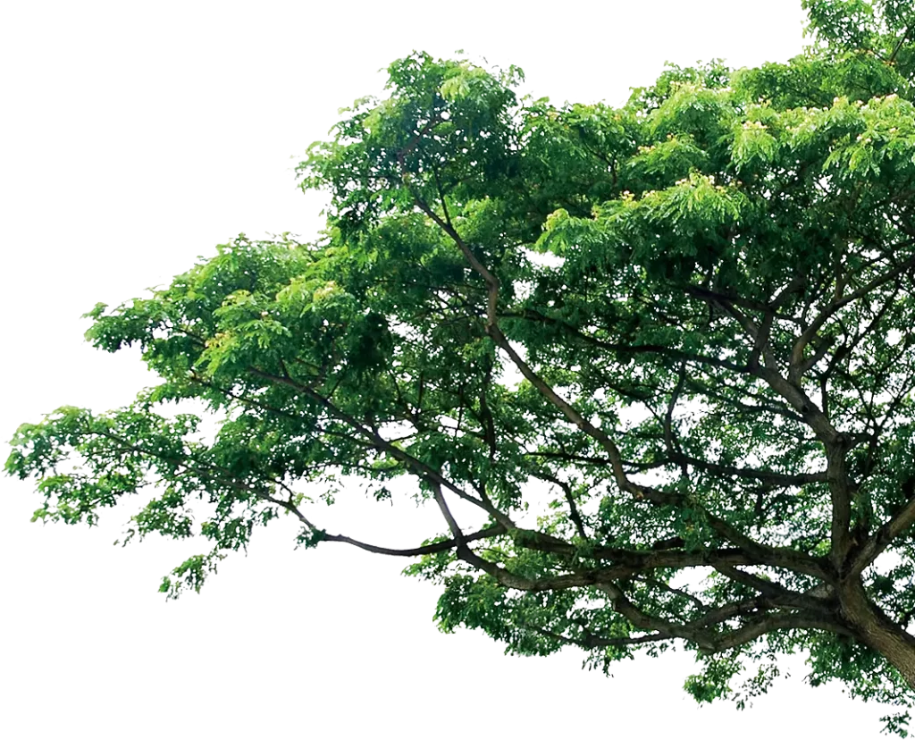 png tree trunk