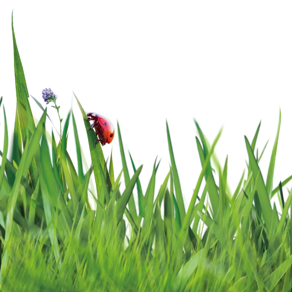 grass ladybird close up