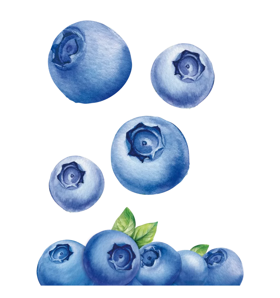 Blueberry water Painting png drawing