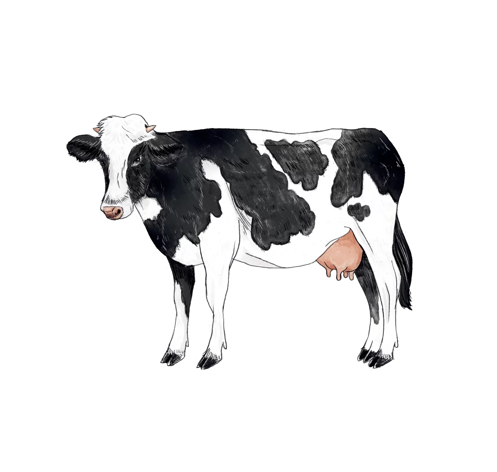 Cow illustration sketch drawing