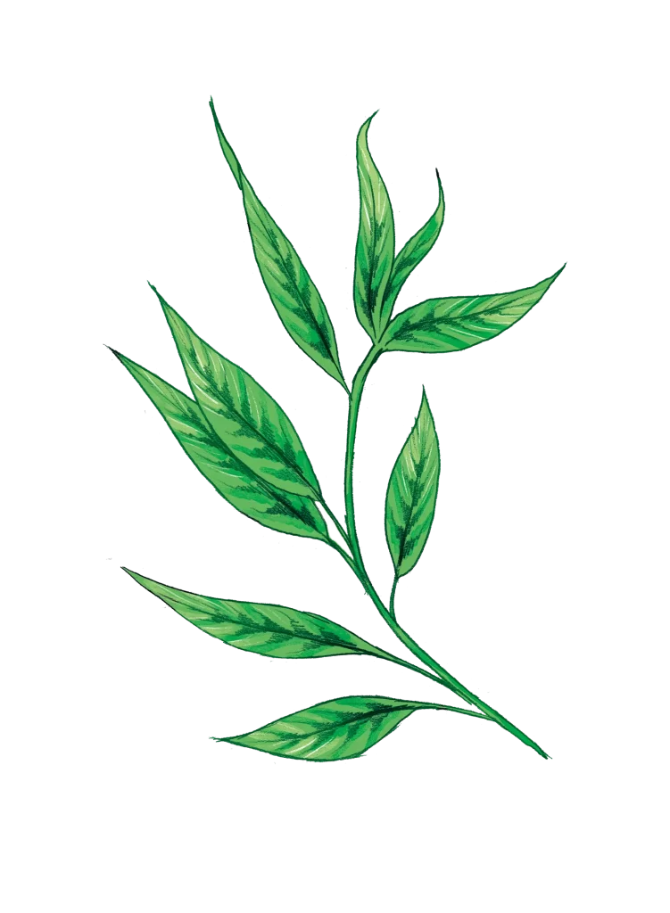 Grassy Leaves illustration sketch drawing
