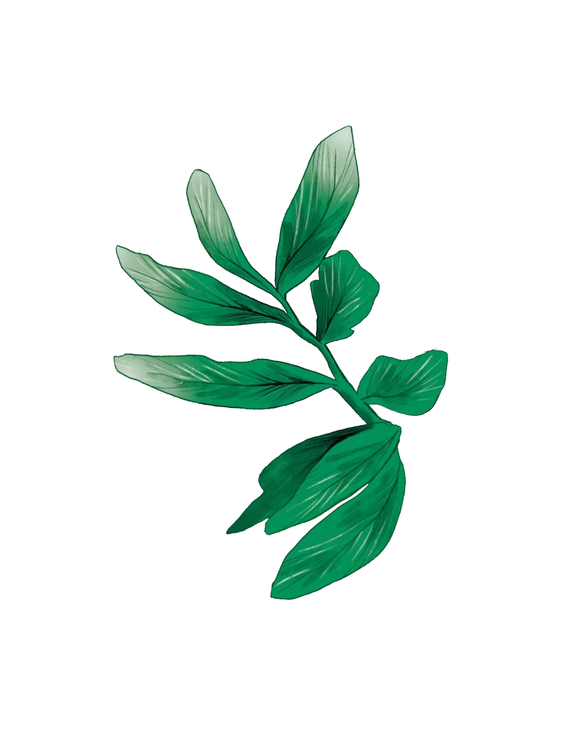 Leaves png drawing sketch illustration