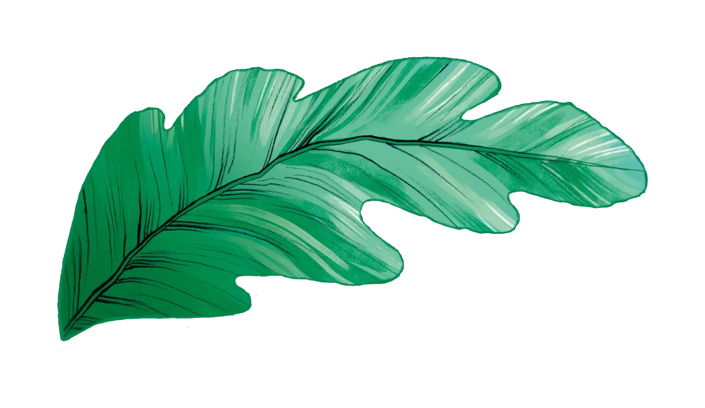 Leaves png drawing sketch illustration Oak Leaf