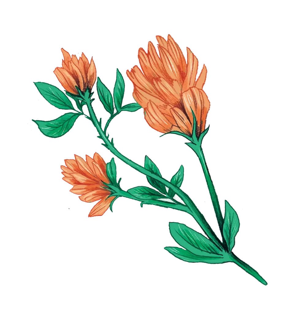 Medicago Sativa png drawing sketch illustration