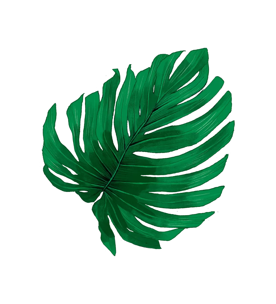 Monstera leaf illustration sketch drawing