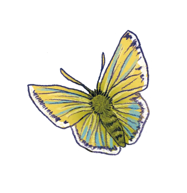 butterfly png drawing sketch illustration