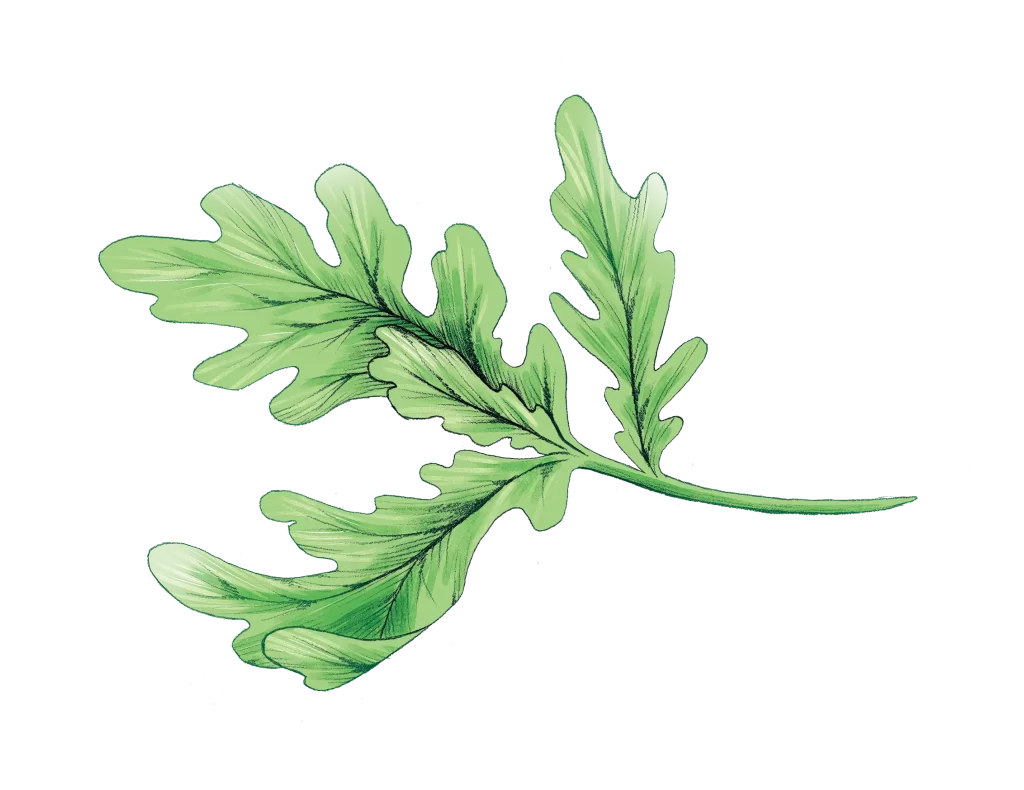 Oak leaf leaves illustration sketch drawing