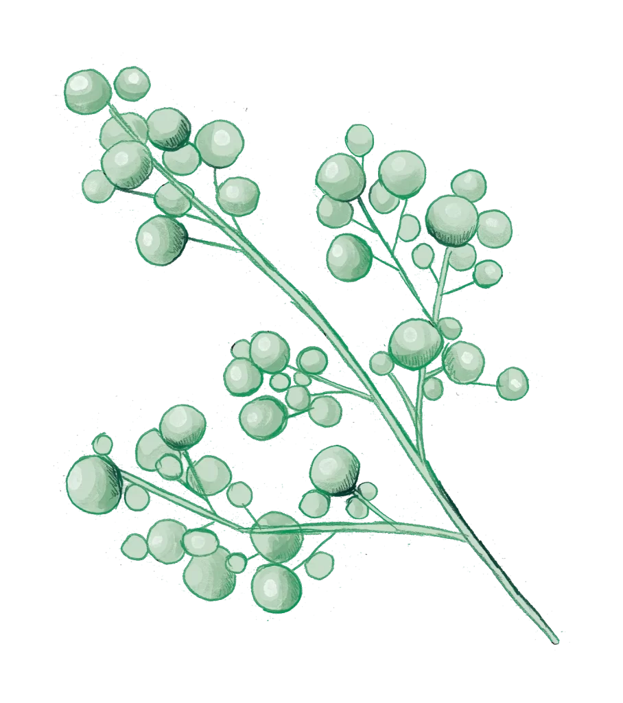 png drawing sketch illustration Berries