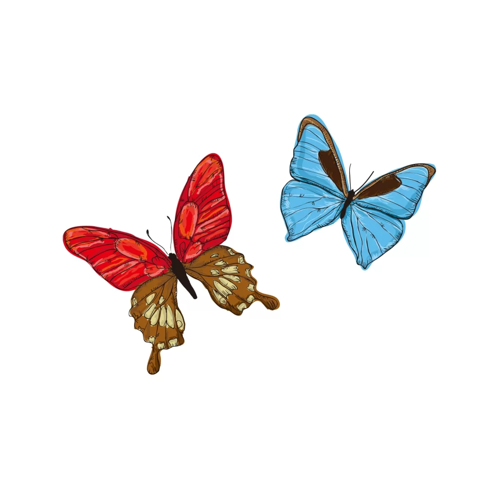 Butterfly vector illustration