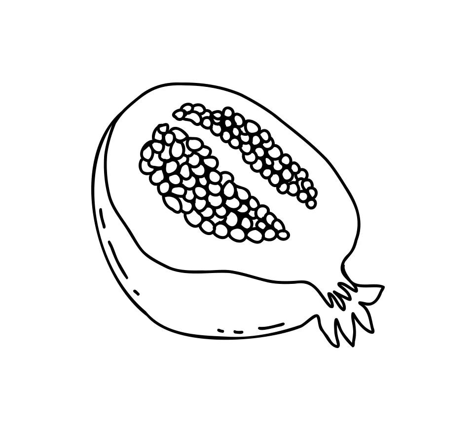 Pomegranate vector illustration lines