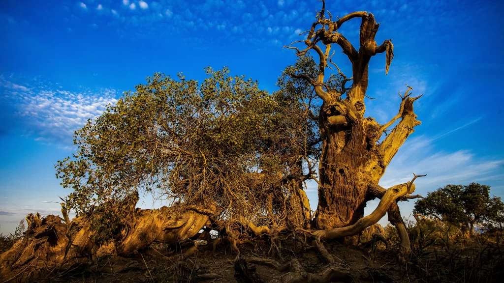 Ancient Tree Roots Blue Sky Clouds Nature