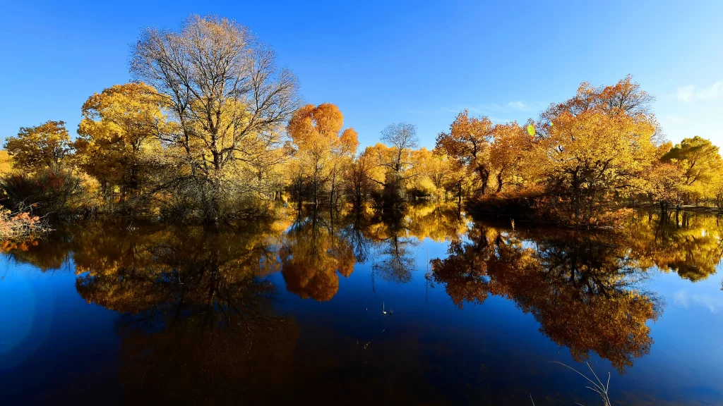 Autumn Trees Reflection Lake Blue Sky