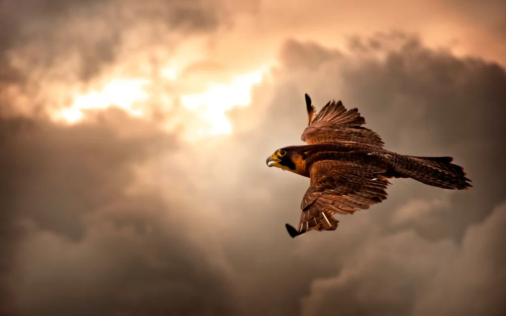 Bird Flight Clouds Sunlight Wings Nature