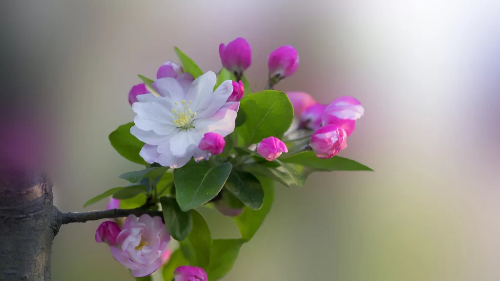 Blooming Flowers Pink White Green Nature