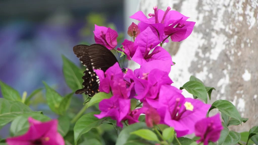 Butterfly Flowers Purple Blooms Nature