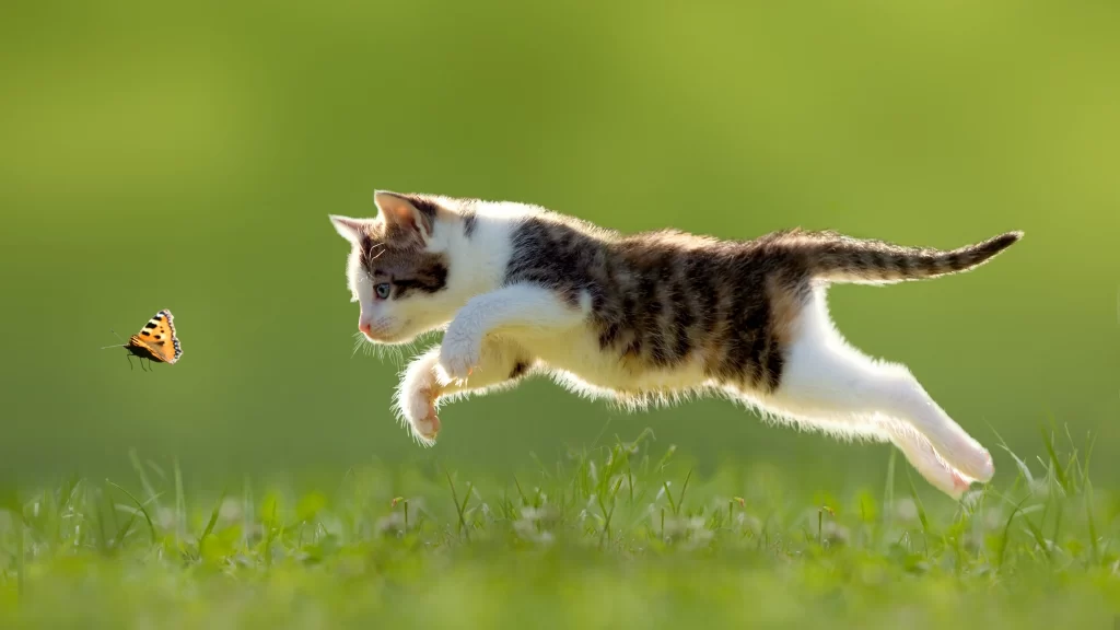 Cat Butterfly Jumping Grass Nature
