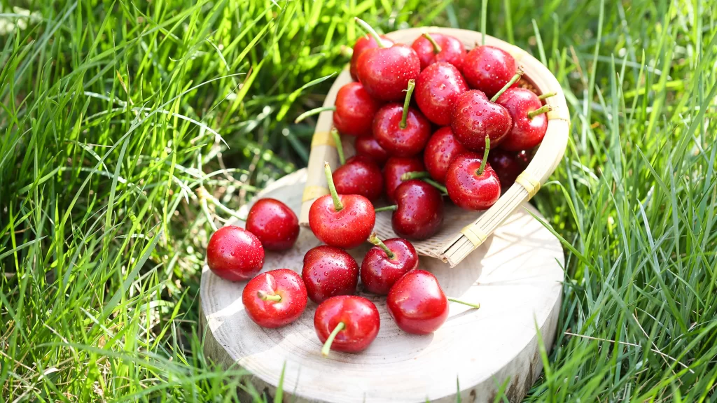 Cherries Basket Wooden Stump Green Grass Sunlight