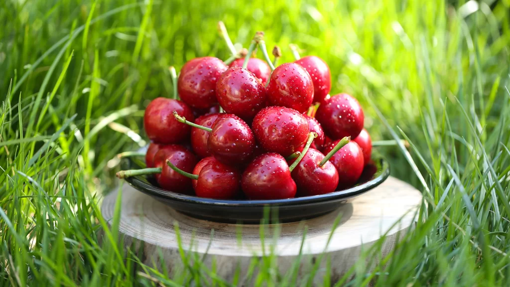 Cherries Fresh Green Grass Sunlight Dew Drops Nature