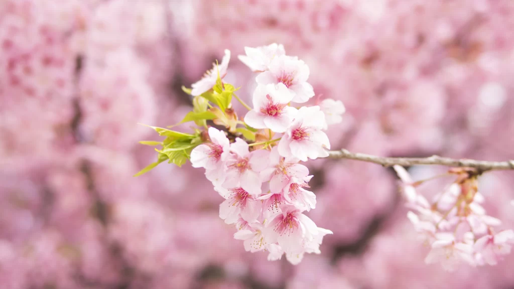 Cherry Blossom Pink Blooms Branch Spring Nature