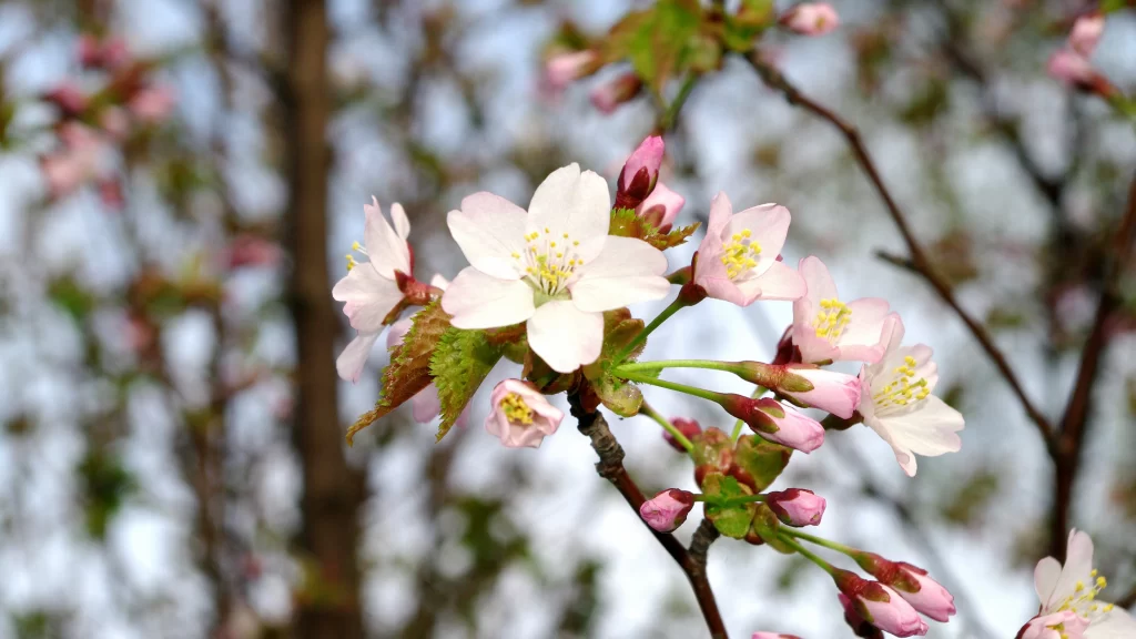 Cherry Blossoms Spring Blooming Pink White Nature