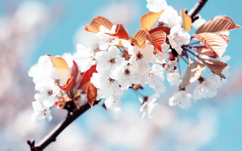 Cherry Blossoms Spring Branch Blue Sky Red Leaves