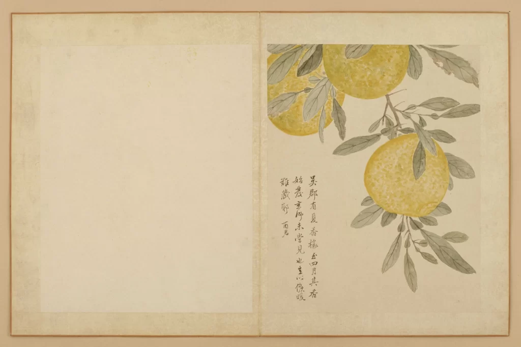 Citrus Fruit Botanical Calligraphy Ink Wash Heritage Jiang T