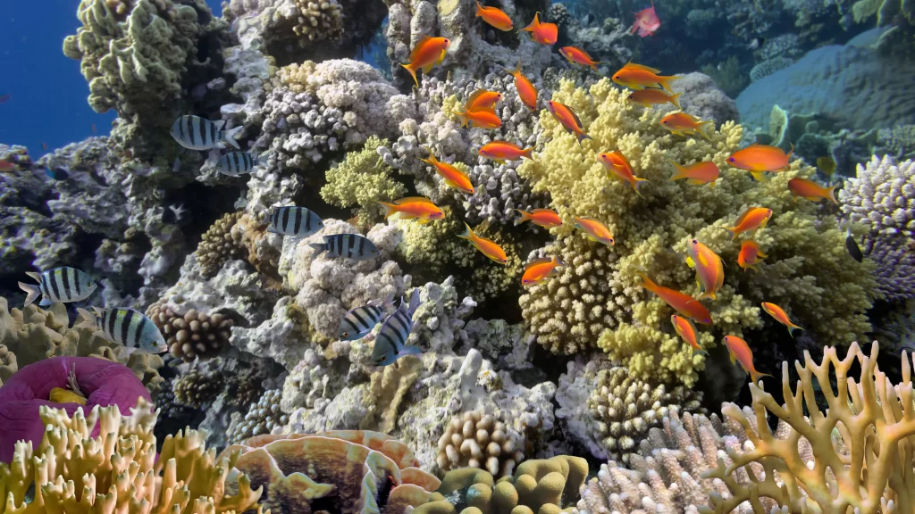 Coral Reef Fish Marine Life Diverse Colorful