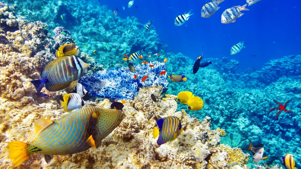 Coral Reef Fish Marine Life Ocean Blue Water