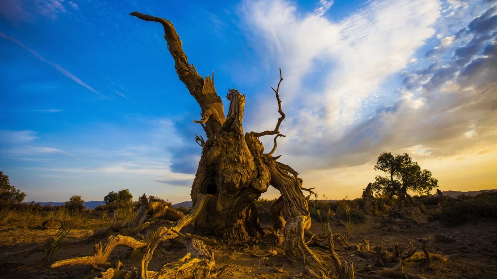 Desert Dead Tree Roots Sky Clouds
