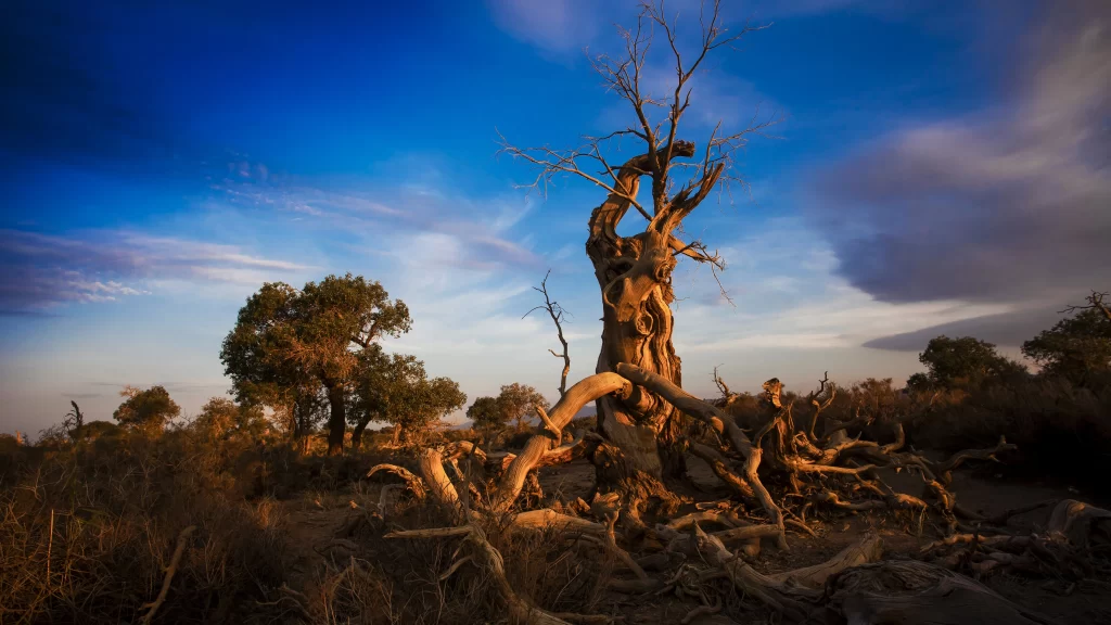 Desolate Landscape Dead Trees Blue Sky Clouds