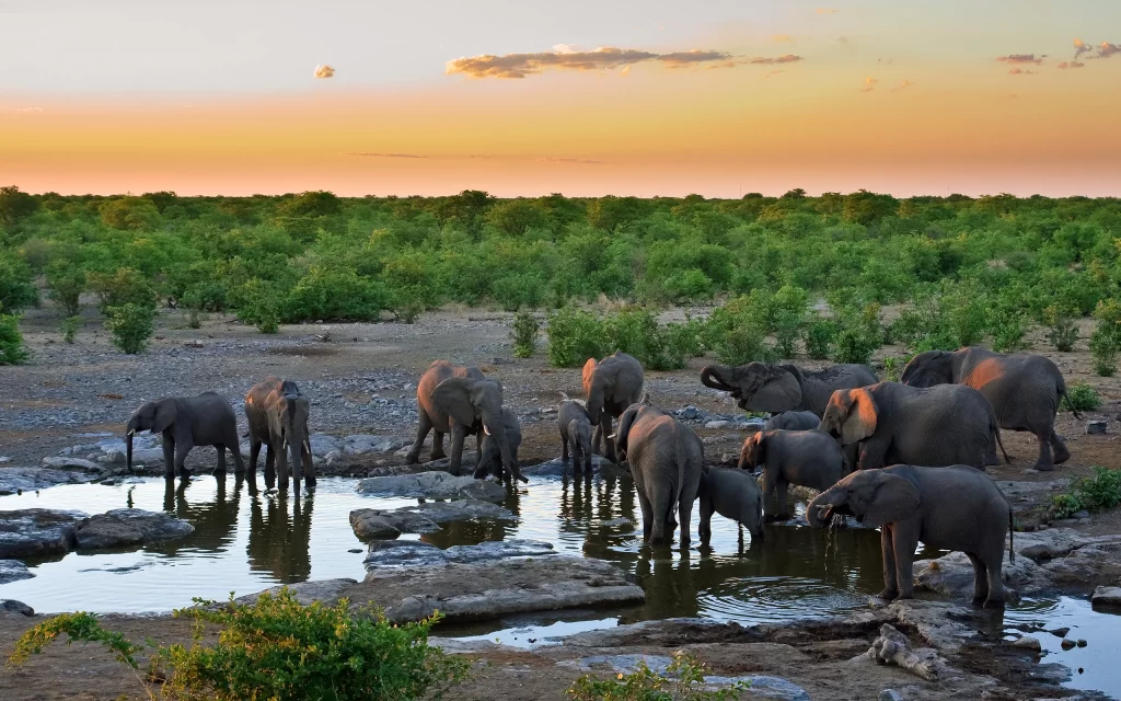 Elephants Watering Hole Sunset Nature Wildlife Scenery