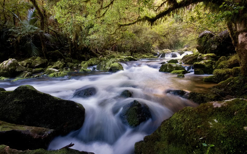 Flowing Stream Mossy Rocks Lush Forest Verdant Trees Nature