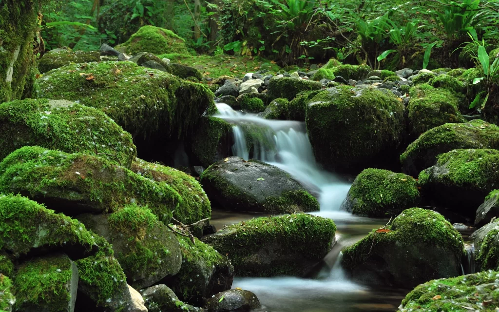 Flowing Stream Mossy Rocks Lush Greenery Nature Tranquility
