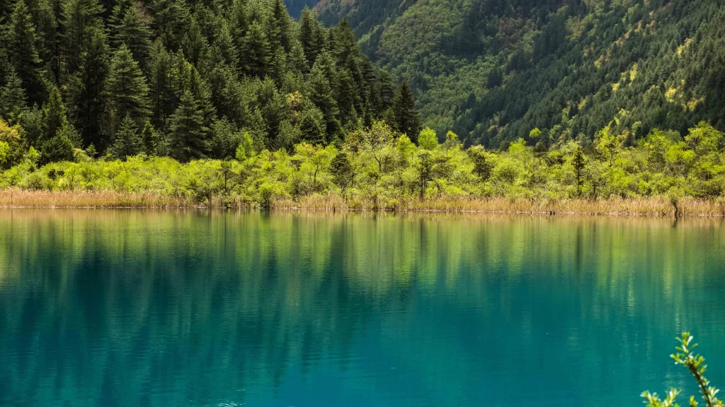 Forest Lake Reflection Greenery Tranquil Nature