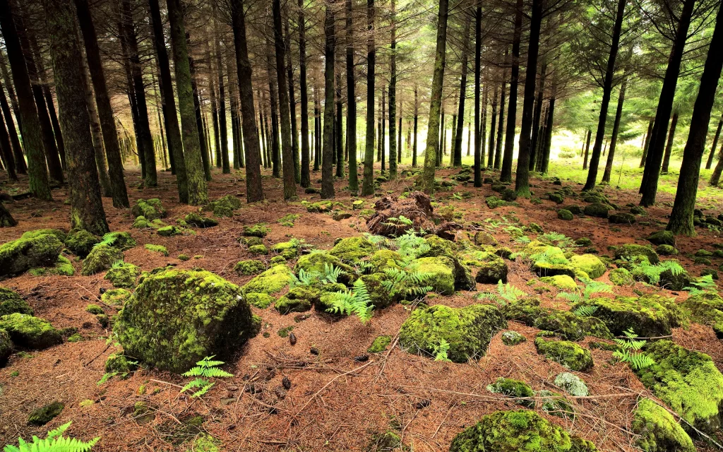 Forest Moss Ferns Rocks Pine Trees Nature