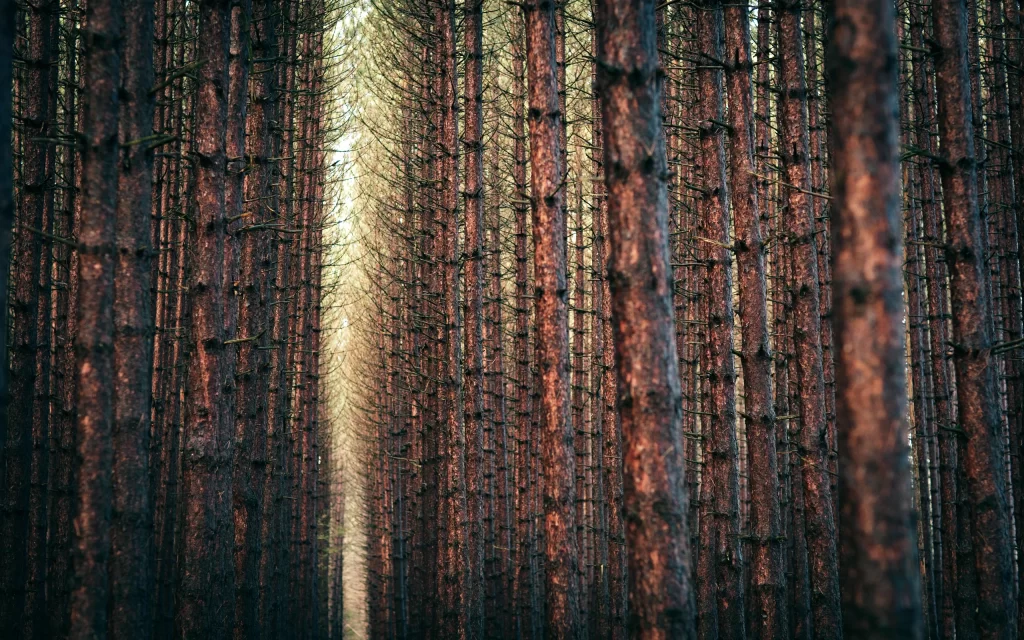 Forest Tall Trees Sunlight Path Nature