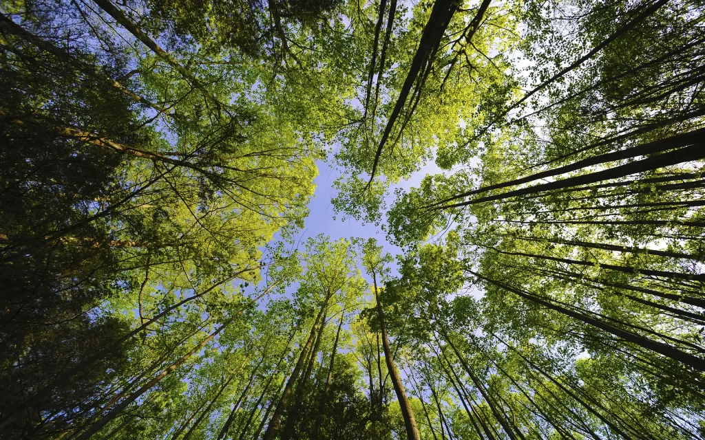 Forest Trees Sky Green Canopy Nature