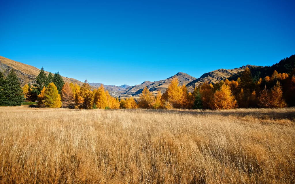Golden Grass Autumn Trees Mountains Clear Sky