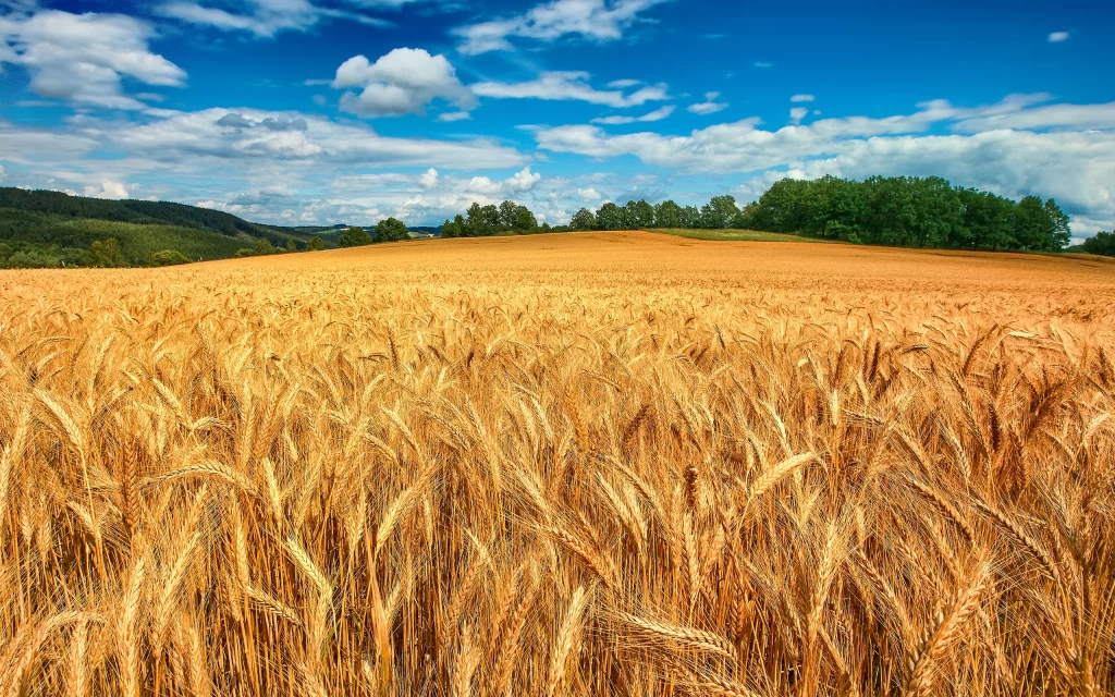 Golden Wheat Field Blue Sky Clouds Green Trees Hillside