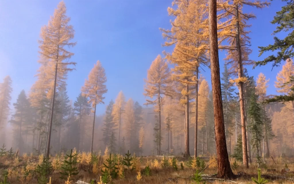 Autumn Forest Tall Trees Blue Sky Mist