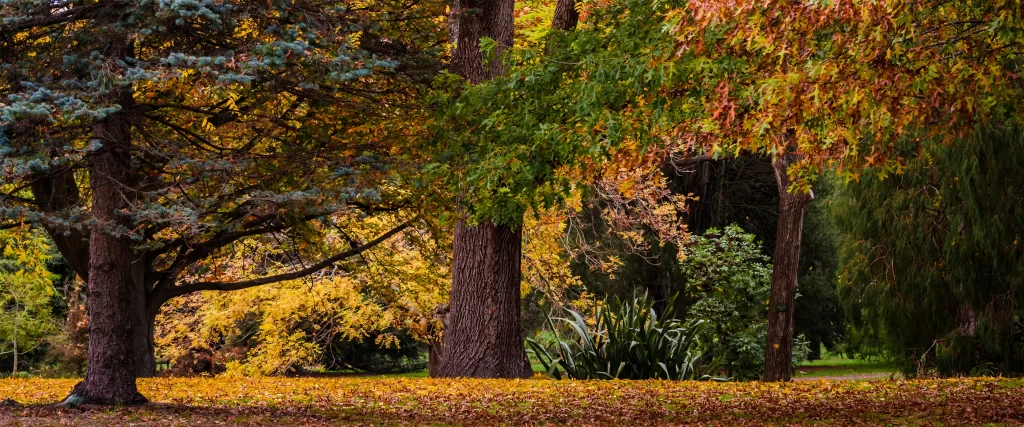 Autumn Leaves Colorful Trees Forest Nature Tranquility Foliage