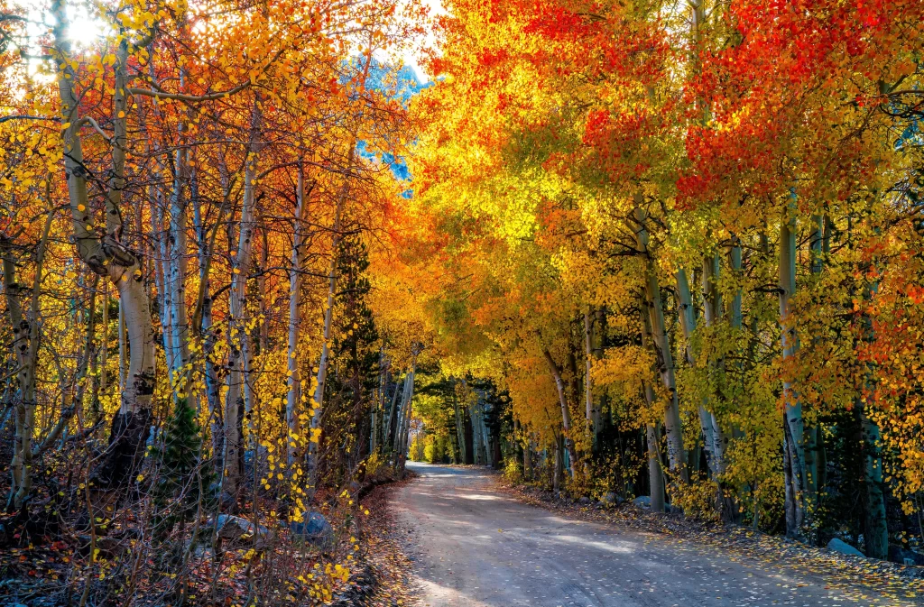 Autumn leaves colorful trees winding road natural scenery fall foliage tranquil