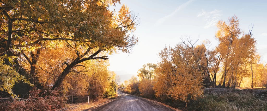 Autumn Leaves Dirt Road Trees Sunlight Rural Serene