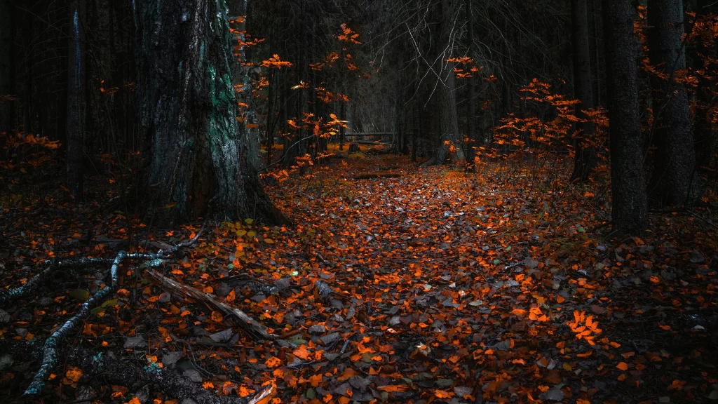 Autumn leaves forest fallen leaves tree trunks orange foliage twilight