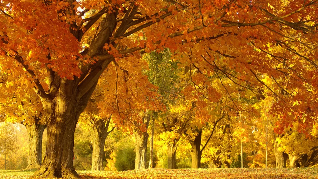 Autumn Leaves Golden Trees Sunlight Tranquil Nature