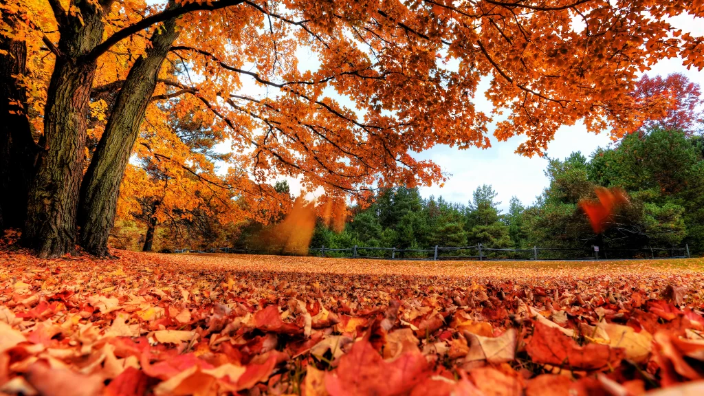 Autumn leaves orange foliage fallen leaves tree branches colorful trees fall sce